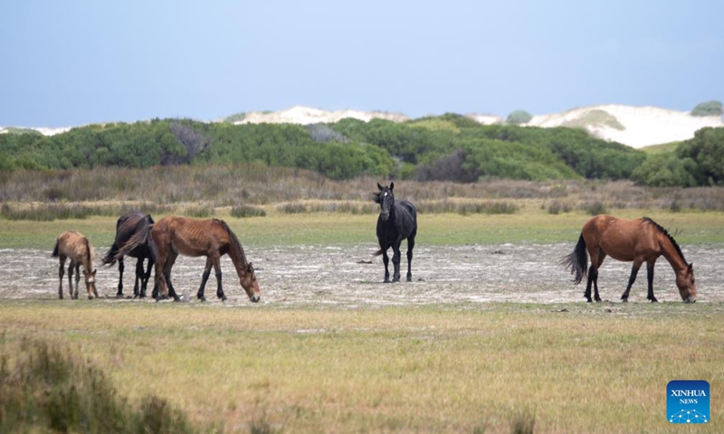 A wild horse foal is seen in Rooisand Nature Reserve, Western Cape Province, South Africa, on Feb. 19, 2022.Photo:Xinhua