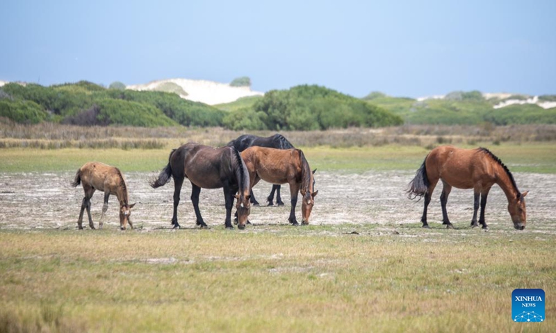 A wild horse foal is seen in Rooisand Nature Reserve, Western Cape Province, South Africa, on Feb. 19, 2022.Photo:Xinhua