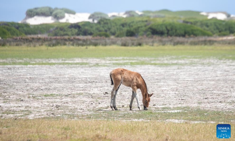 A wild horse foal is seen in Rooisand Nature Reserve, Western Cape Province, South Africa, on Feb. 19, 2022.Photo:Xinhua