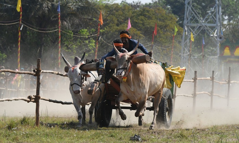 Young farmers participate in a bullock cart race in Mysore, Karnataka state, India, Feb. 20, 2022.Photo:Xinhua