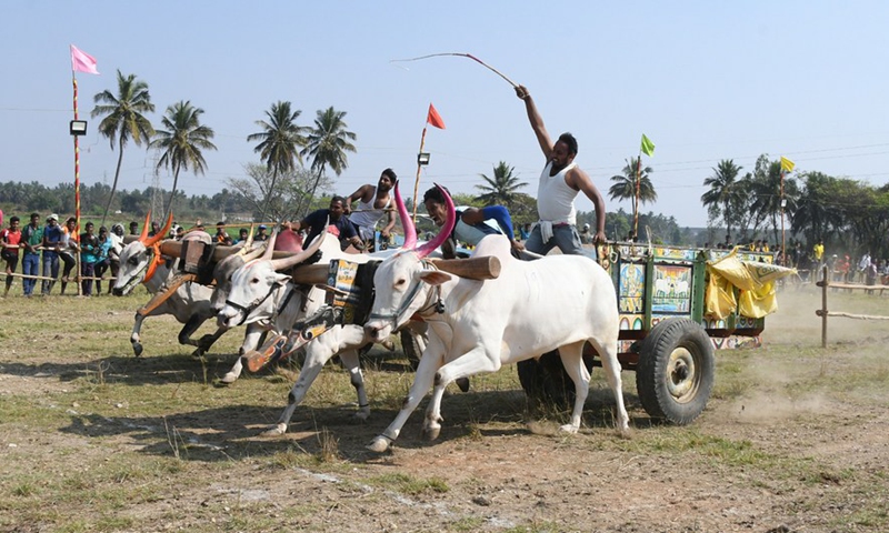 Young farmers participate in a bullock cart race in Mysore, Karnataka state, India, Feb. 20, 2022.Photo:Xinhua