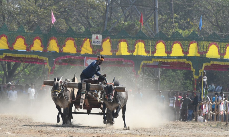 Young farmers participate in a bullock cart race in Mysore, Karnataka state, India, Feb. 20, 2022.Photo:Xinhua