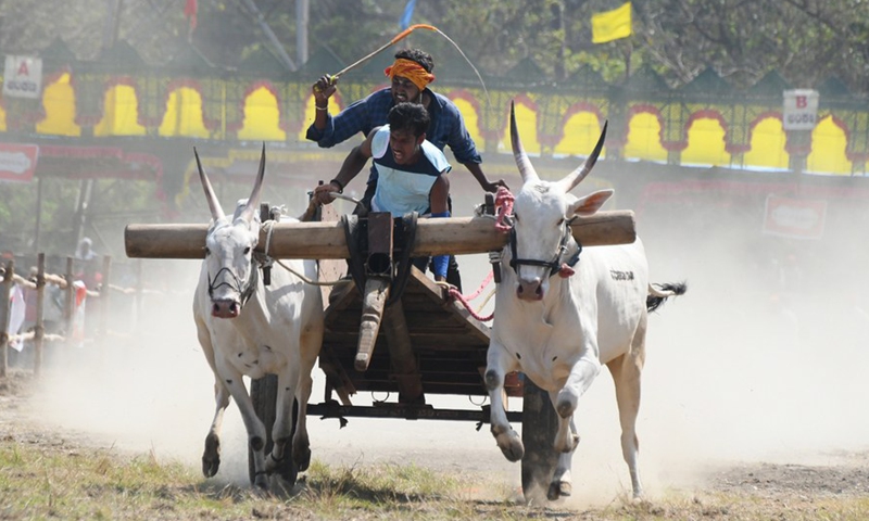 Young farmers participate in a bullock cart race in Mysore, Karnataka state, India, Feb. 20, 2022.Photo:Xinhua