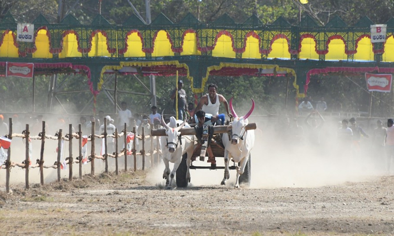 Young farmers participate in a bullock cart race in Mysore, Karnataka state, India, Feb. 20, 2022.Photo:Xinhua