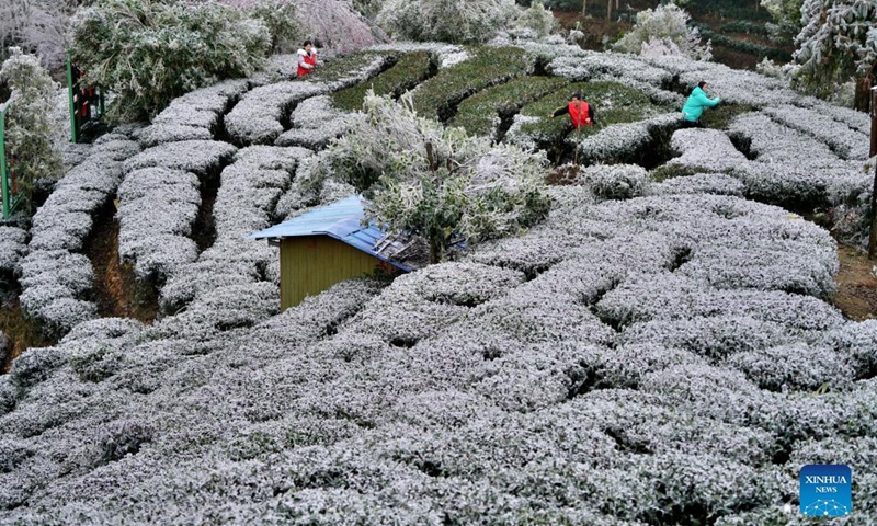 Villagers clean the ice and snow at a tea garden in Jinxiu Town of Jinxiu Yao Autonomous County, south China's Guangxi Zhuang Autonomous Region, Feb. 21, 2022.(Photo: Xinhua)