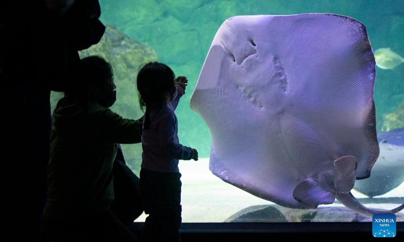 Visitors look at a southern stingray in a water tank at Ripley's Aquarium of Canada in Toronto, Canada, on Feb. 21, 2022. The Ripley's Aquarium of Canada drew many families to celebrate Family Day on Monday.(Photo: Xinhua)