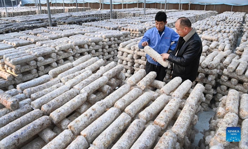 Workers examine edible fungi growing kits at an agricultural sci-tech company in Wuguanyi Township of Liuba County in Hanzhong, northwest China's Shaanxi Province, Feb 24, 2022.Photo:Xinhua