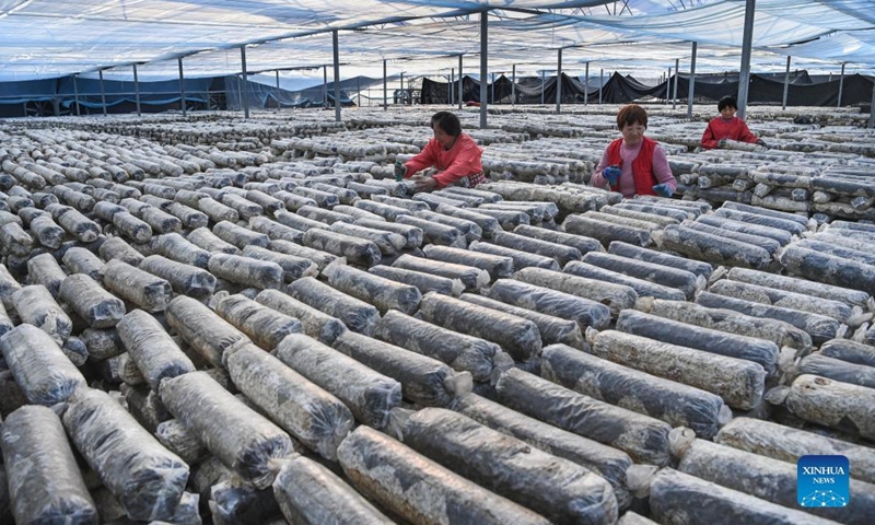 Workers produce edible fungi growing kits at an agricultural sci-tech company in Wuguanyi Township of Liuba County in Hanzhong, northwest China's Shaanxi Province, Feb 24, 2022.Photo:Xinhua