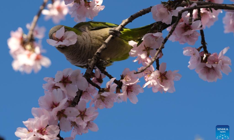 A bird pecks at a flower at a park in Madrid, Spain, Feb. 22, 2022.(Photo: Xinhua)