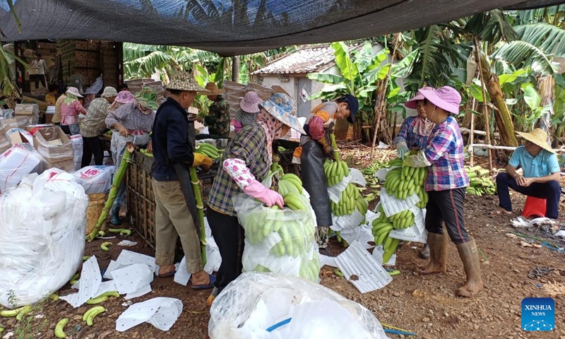 Farmers harvest bananas in Longhan banana plantation base in Lingao County, south China's Hainan Province, Aug 15, 2021.Photo:Xinhua