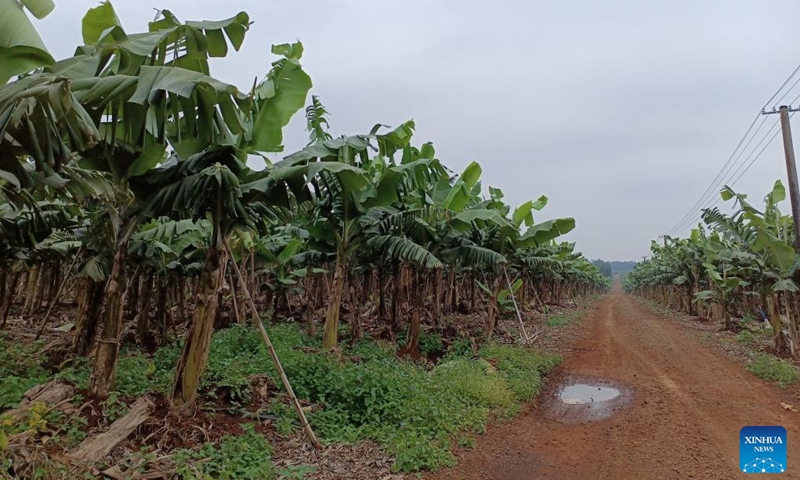 Photo taken on Jan 6, 2021 shows the banana fields of Longhan banana plantation base in Lingao County, south China's Hainan Province.Photo:Xinhua