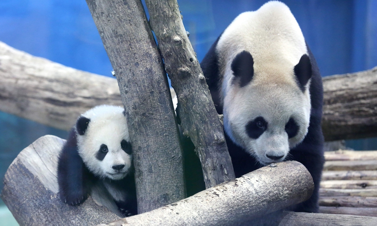 Fat pandas given new exercise regime, more balanced diet - Global Times