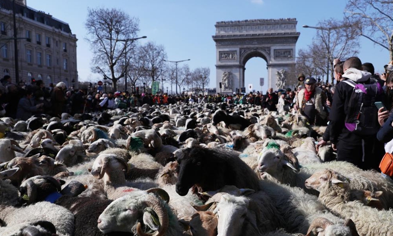 A total of 2022 sheep parade on the Champs-Elysees avenue to mark the end of the International Agricultural Fair (Salon de l'Agriculture) in Paris, France, March 6, 2022. (Xinhua/Gao Jing)