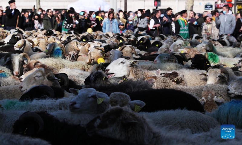 A total of 2022 sheep parade on the Champs-Elysees avenue to mark the end of the International Agricultural Fair (Salon de l'Agriculture) in Paris, France, March 6, 2022. (Xinhua/Gao Jing)