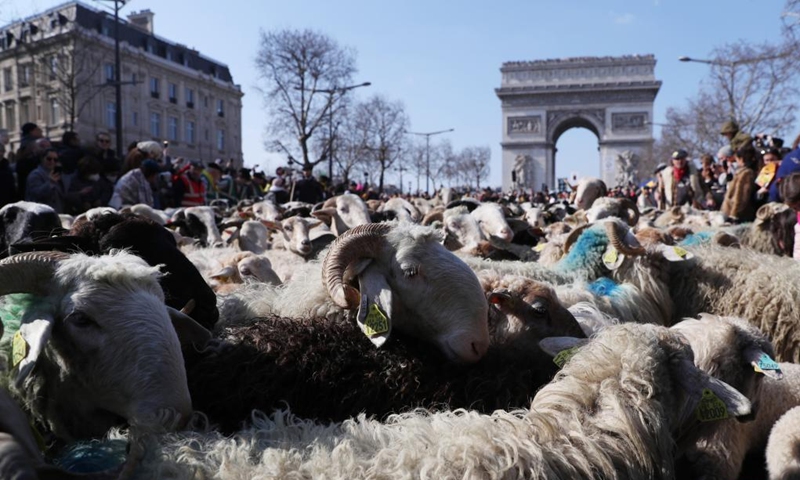 A total of 2022 sheep parade on the Champs-Elysees avenue to mark the end of the International Agricultural Fair (Salon de l'Agriculture) in Paris, France, March 6, 2022. (Xinhua/Gao Jing)