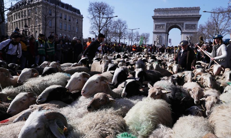 A total of 2022 sheep parade on the Champs-Elysees avenue to mark the end of the International Agricultural Fair (Salon de l'Agriculture) in Paris, France, March 6, 2022. (Xinhua/Gao Jing)