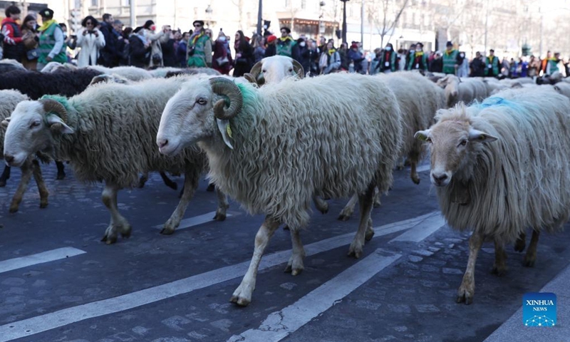 A total of 2022 sheep parade on the Champs-Elysees avenue to mark the end of the International Agricultural Fair (Salon de l'Agriculture) in Paris, France, March 6, 2022. (Xinhua/Gao Jing)