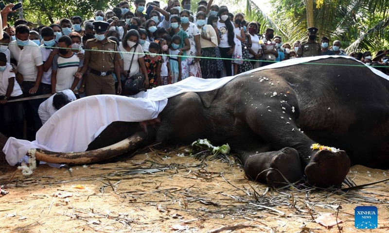 People mourn the death of the ceremonial tusker Nadungamuwa Raja in Gampaha, Sri Lanka, on March 7, 2022. Sri Lankan citizens on Monday mourned the death of the famous ceremonial tusker Nadungamuwa Raja, which died in the early hours of the day following a brief illness. The elephant was in its sixties at the time of its death.(Photo: Xinhua)