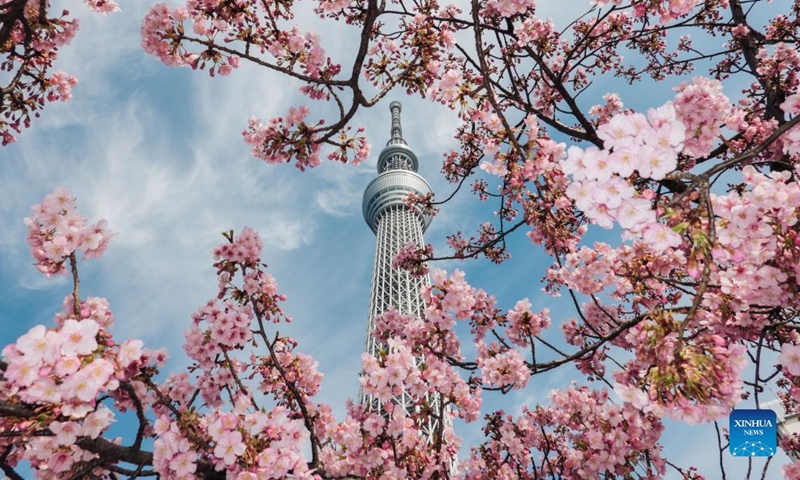 People enjoy cherry blossoms in Tokyo - Global Times