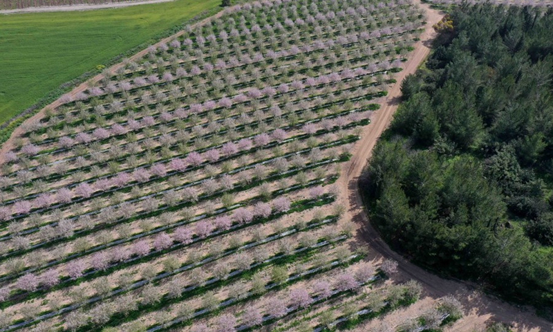 Aerial photo taken on March 7, 2022 shows almond trees in blossom near central Israeli city of Modiin.(Photo: Xinhua)