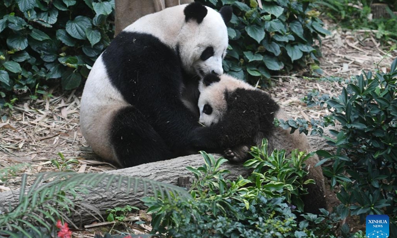 Giant panda cub Le Le is seen with its mother Jia Jia at the River Wonders in Singapore, March 10, 2022.Photo:Xinhua