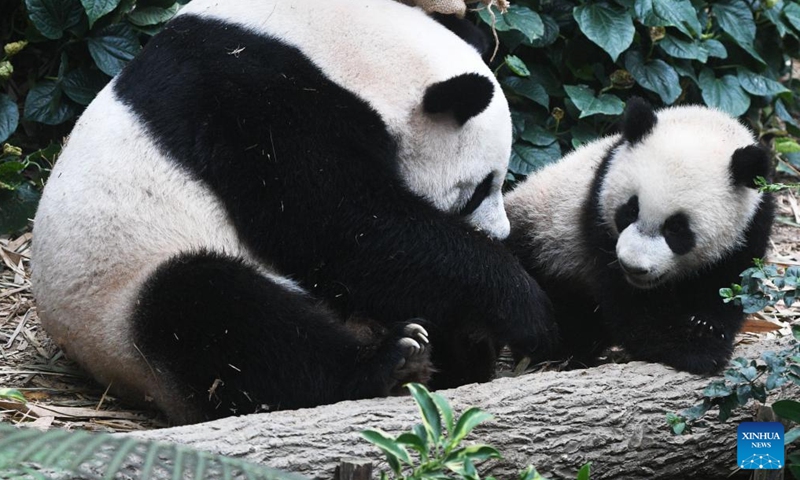 Giant panda cub Le Le is seen with its mother Jia Jia at the River Wonders in Singapore, March 10, 2022.Photo:Xinhua