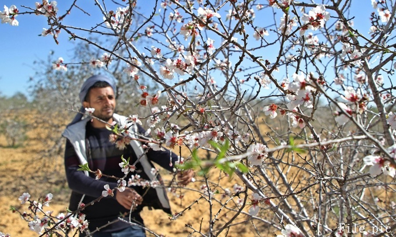 A Palestinian man admires blooming almond trees in Deir al-Balah of central Gaza Strip, on Jan. 31, 2021.(Photo: Xinhua)