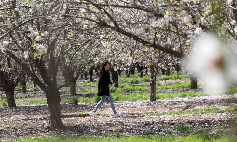 A woman walks among almond trees in blossom near central Israeli city of Modiin, on March 7, 2022.(Photo: Xinhua)