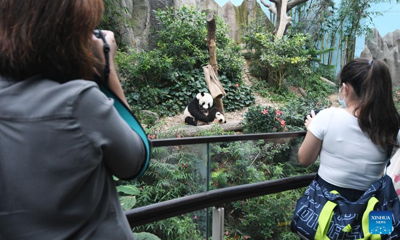 Giant panda cub Le Le is seen with its mother Jia Jia at the River Wonders in Singapore, March 10, 2022.Photo:Xinhua