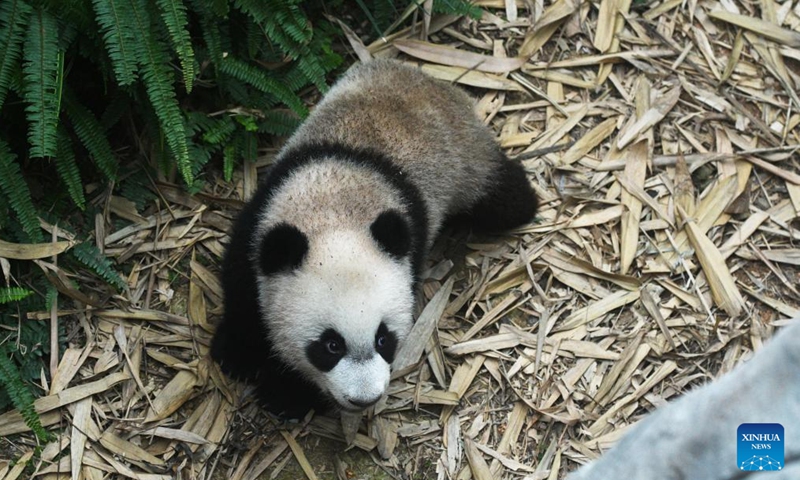 Photo taken on March 10, 2022 shows the giant panda cub Le Le at the River Wonders in Singapore. Photo:Xinhua