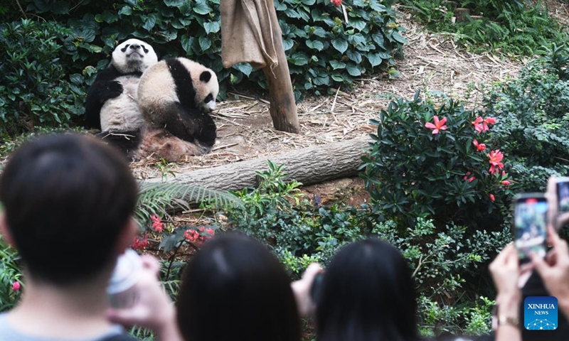 Giant panda cub Le Le is seen with its mother Jia Jia at the River Wonders in Singapore, March 10, 2022.Photo:Xinhua