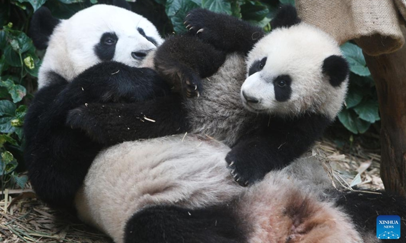 Giant panda cub Le Le is seen with its mother Jia Jia at the River Wonders in Singapore, March 10, 2022.Photo:Xinhua