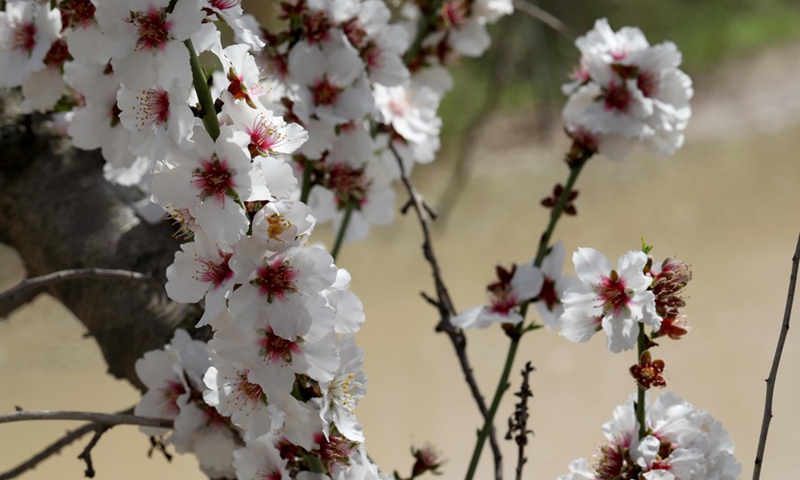 Photo taken on March 7, 2022 shows almond blossoms near central Israeli city of Modiin.(Photo: Xinhua)