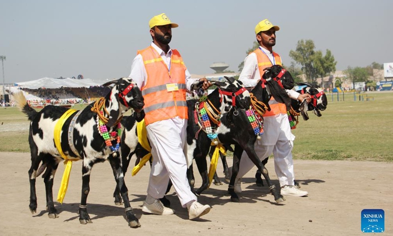 People walk with their goats during a horse and cattle show in Lahore, Pakistan on March 11, 2022.Photo:Xinhua