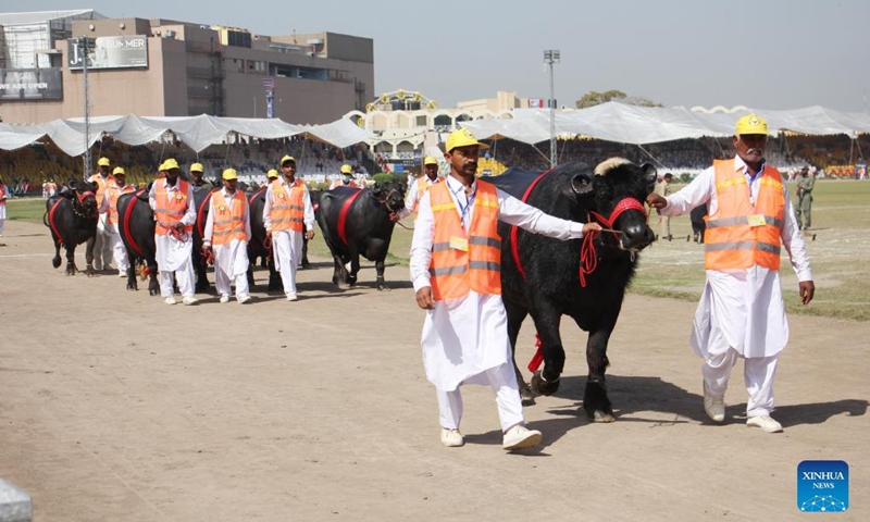 People walk with their cattle during a horse and cattle show in Lahore, Pakistan on March 11, 2022.Photo:Xinhua