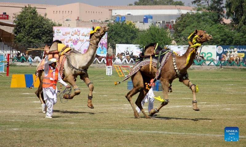 Camels are seen during a horse and cattle show in Lahore, Pakistan on March 11, 2022.Photo:Xinhua