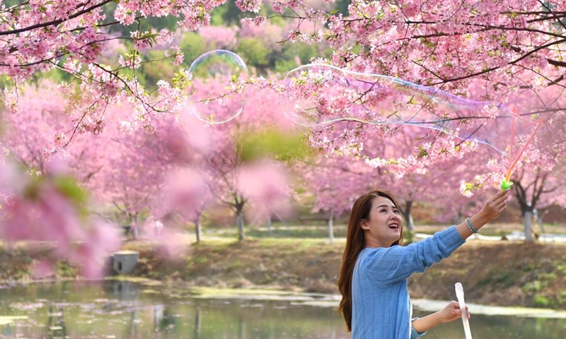 A tourist enjoys herself at a cherry garden in Luoqiao Township of Changning City, central China's Hunan Province, March 11, 2022.Photo:Xinhua