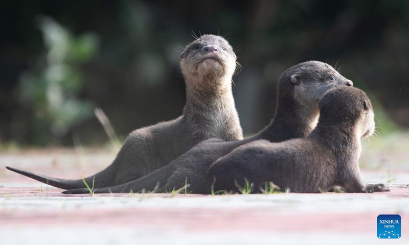 Wild smooth-coated otter pups of the Bishan family are seen in Singapore's Kallang Basin, March 15, 2022.(Photo: Xinhua)