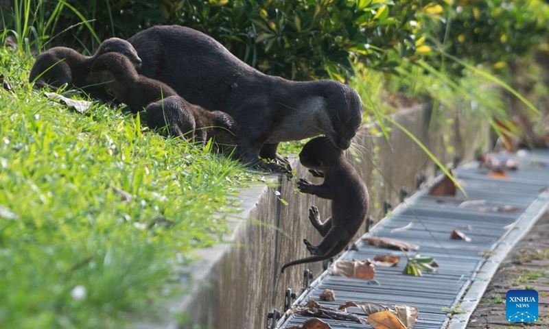 Wild smooth-coated otter pups of the Bishan family are seen in Singapore's Kallang Basin, March 15, 2022.(Photo: Xinhua)