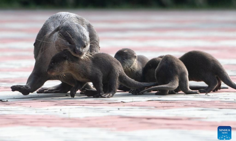 Wild smooth-coated otter pups of the Bishan family are seen in Singapore's Kallang Basin, March 15, 2022.(Photo: Xinhua)