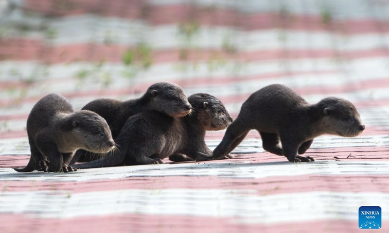 Wild smooth-coated otter pups of the Bishan family are seen in Singapore's Kallang Basin, March 15, 2022.(Photo: Xinhua)