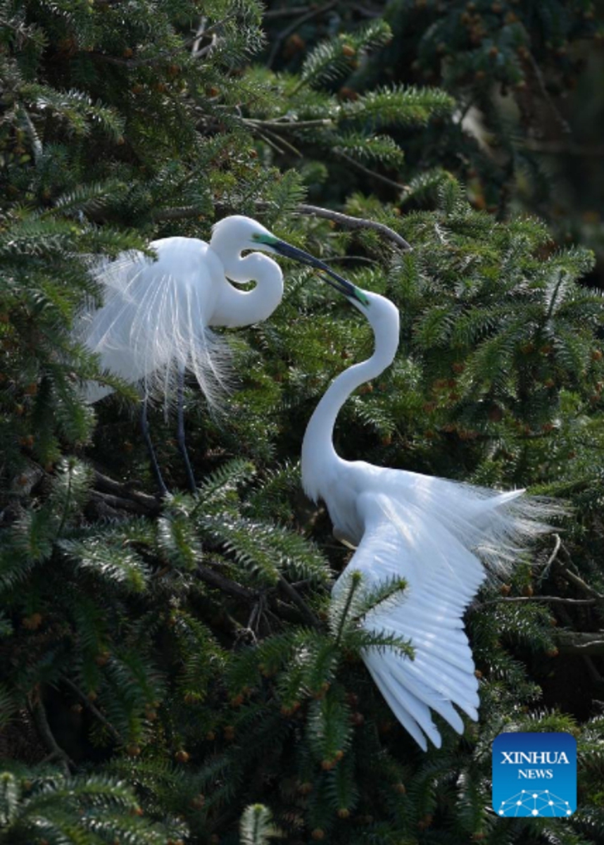 Photo taken on March 15, 2022 shows two egrets at Xiangshan forest park in Xinjian District of Nanchang, east China's Jiangxi Province. Xiangshan in east China's Jiangxi, dubbed as the egret kingdom, a habitat where large flocks of egrets migrate to nest and breed during their breeding season each year.Photo: Xinhua