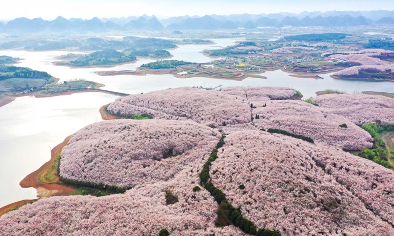 Blooming cherry blossoms in Guizhou Province attract tourists - Global ...