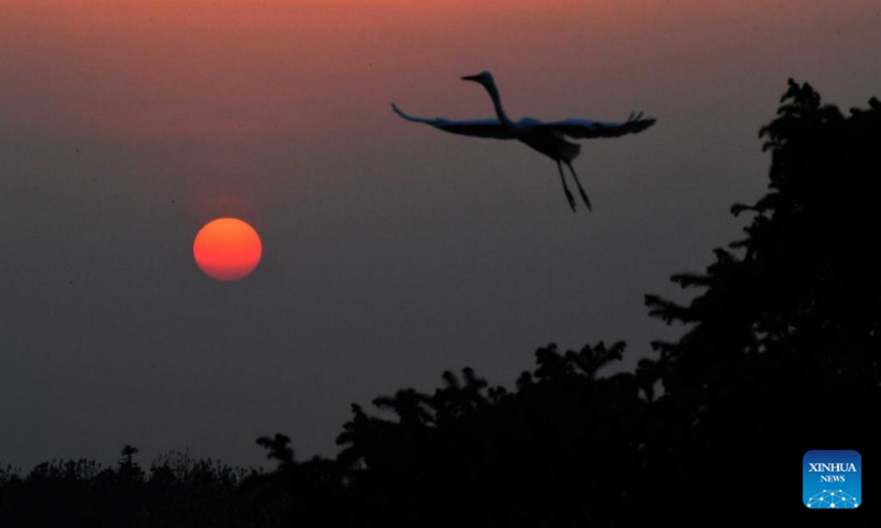 Photo taken on March 15, 2022 shows an egret flying against sunset at Xiangshan forest park in Xinjian District of Nanchang, east China's Jiangxi Province. Xiangshan in east China's Jiangxi, dubbed as the egret kingdom, a habitat where large flocks of egrets migrate to nest and breed during their breeding season each year. Photo: Xinhua 