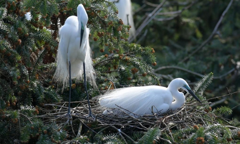 Photo taken on March 15, 2022 shows two egrets at Xiangshan forest park in Xinjian District of Nanchang, east China's Jiangxi Province. Xiangshan in east China's Jiangxi, dubbed as the egret kingdom, a habitat where large flocks of egrets migrate to nest and breed during their breeding season each year. Photo: Xinhua 