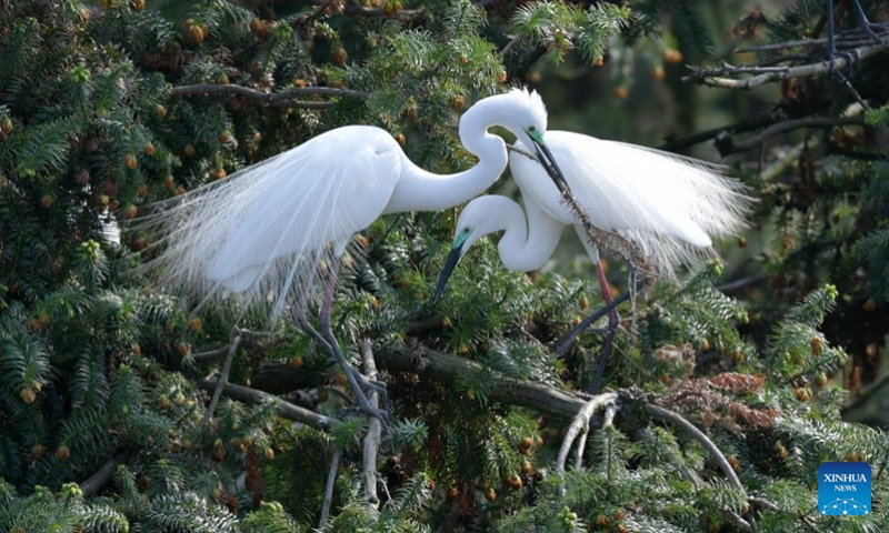 Photo taken on March 15, 2022 shows two egrets at Xiangshan forest park in Xinjian District of Nanchang, east China's Jiangxi Province. Xiangshan in east China's Jiangxi, dubbed as the egret kingdom, a habitat where large flocks of egrets migrate to nest and breed during their breeding season each year. Photo: Xinhua 