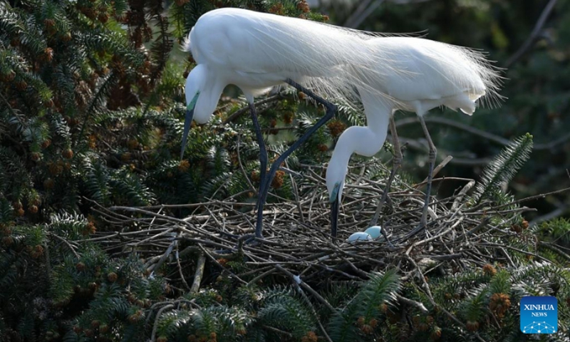 Photo taken on March 15, 2022 shows two egrets at Xiangshan forest park in Xinjian District of Nanchang, east China's Jiangxi Province. Xiangshan in east China's Jiangxi, dubbed as the egret kingdom, a habitat where large flocks of egrets migrate to nest and breed during their breeding season each year. Photo: Xinhua 