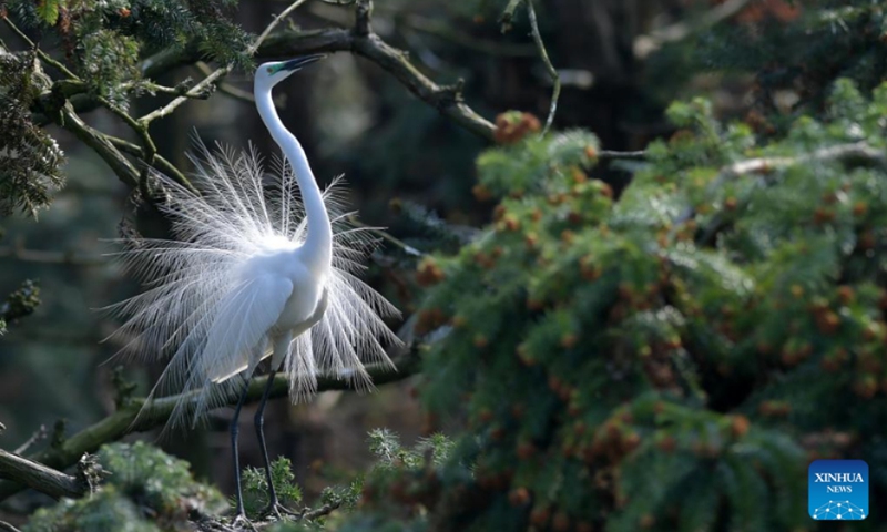 Photo taken on March 15, 2022 shows an egret at Xiangshan forest park in Xinjian District of Nanchang, east China's Jiangxi Province. Xiangshan in east China's Jiangxi, dubbed as the egret kingdom, a habitat where large flocks of egrets migrate to nest and breed during their breeding season each year. Photo: Xinhua 