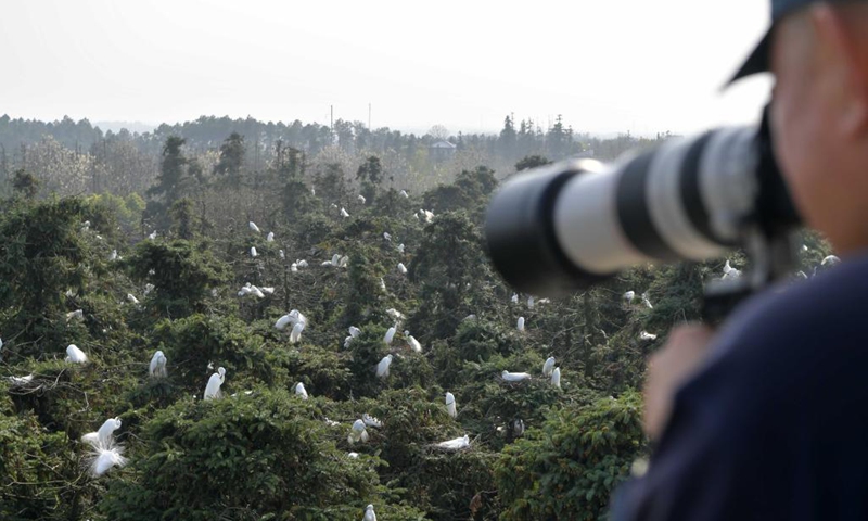 A photographer takes photos of egrets at Xiangshan forest park in Xinjian District of Nanchang, east China's Jiangxi Province, March 15, 2022. Xiangshan in east China's Jiangxi, dubbed as the egret kingdom, a habitat where large flocks of egrets migrate to nest and breed during their breeding season each year. Photo: Xinhua 