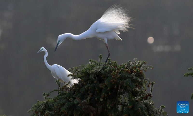 Photo taken on March 15, 2022 shows two egrets at Xiangshan forest park in Xinjian District of Nanchang, east China's Jiangxi Province. Xiangshan in east China's Jiangxi, dubbed as the egret kingdom, a habitat where large flocks of egrets migrate to nest and breed during their breeding season each year. Photo: Xinhua 